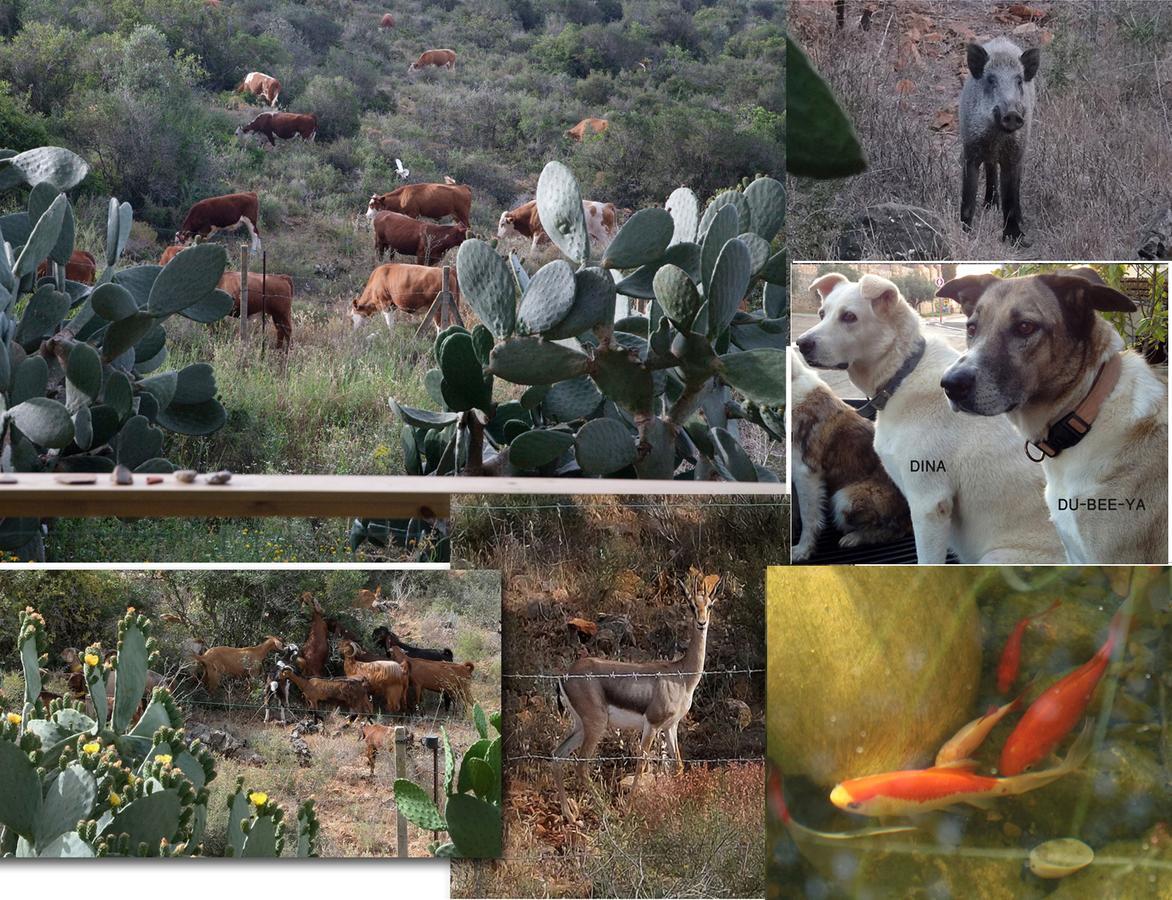 Natural Reserve Apartment Zikhron Ya'akov ภายนอก รูปภาพ