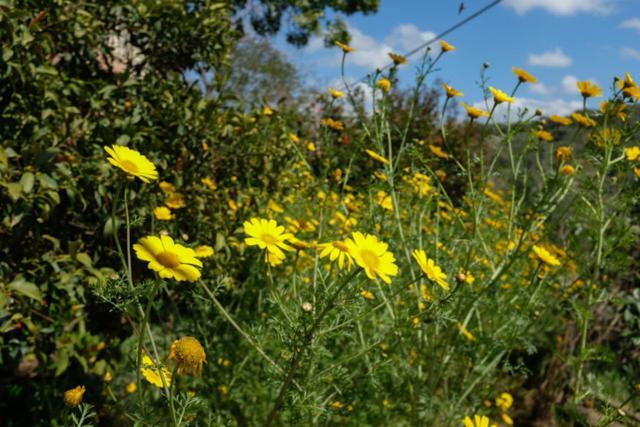 Natural Reserve Apartment Zikhron Ya'akov ภายนอก รูปภาพ
